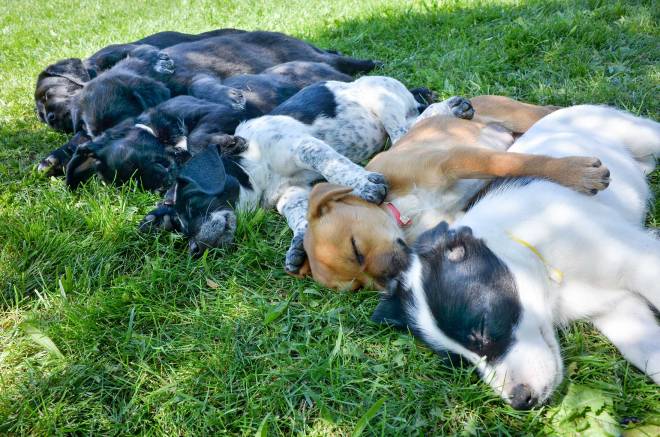 Puppies_Sleeping_DSC_0190