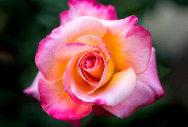 Rose_DSC_4373
