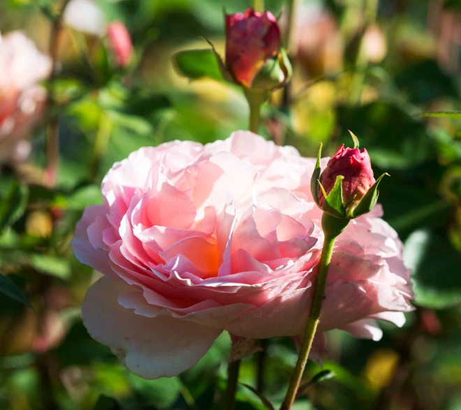 Rose_DSC_4925
