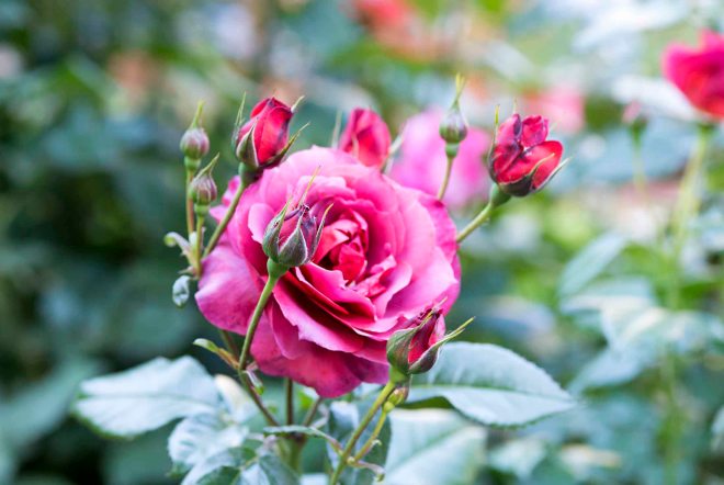 Roses_DSC_4913