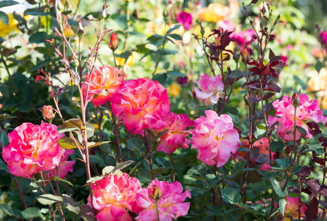 Roses_DSC_4918