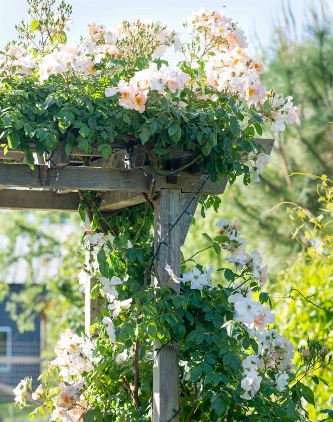 Roses_Trellis_DSC_4917