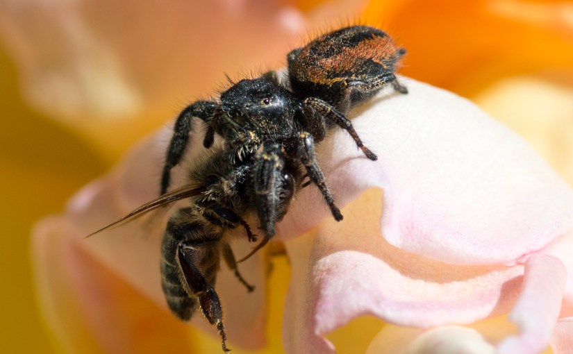 Wordless Wednesday: Said the Spider to&nbsp;the…Bee