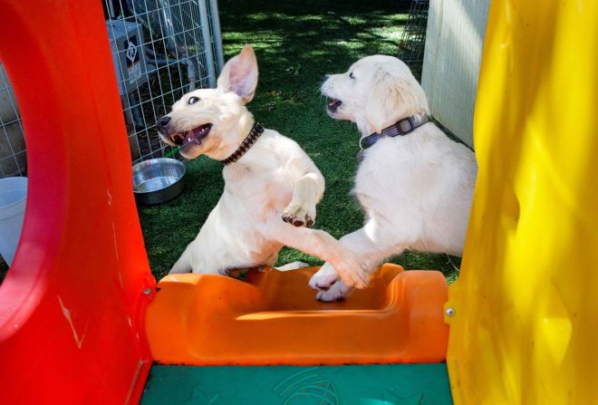 Beau_Daphne_DSC_0608