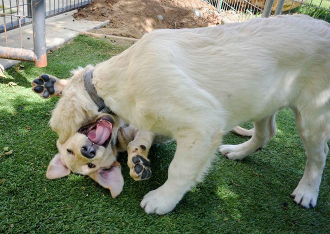 Beau_Daphne_DSC_0755