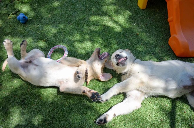 Beau_Daphne_DSC_0846