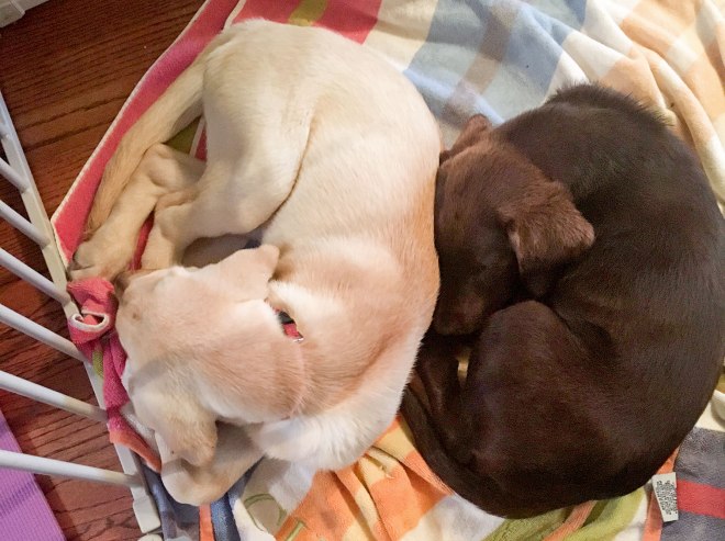 Faith-Tootsie-Ball_Web