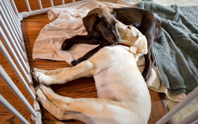 Faith Tootsie Snuggle