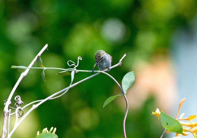 Hummingbird_DSC_5594