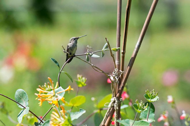 Hummingbird_DSC_5648