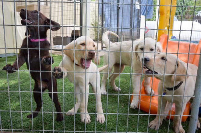 Tootsie_Faith_Daphne_Beau_DSC_0904