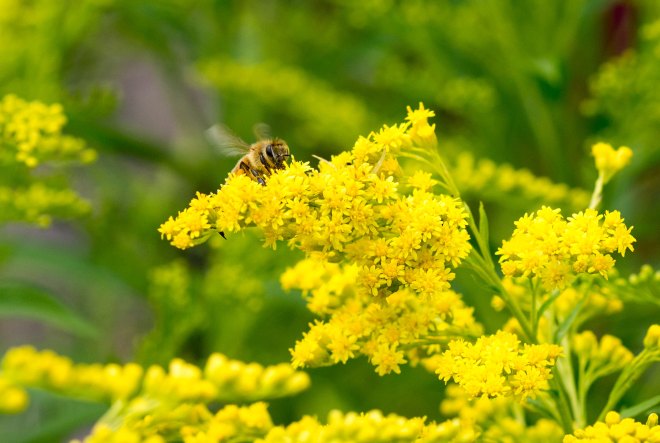 Bee_Detail_DSC_7700