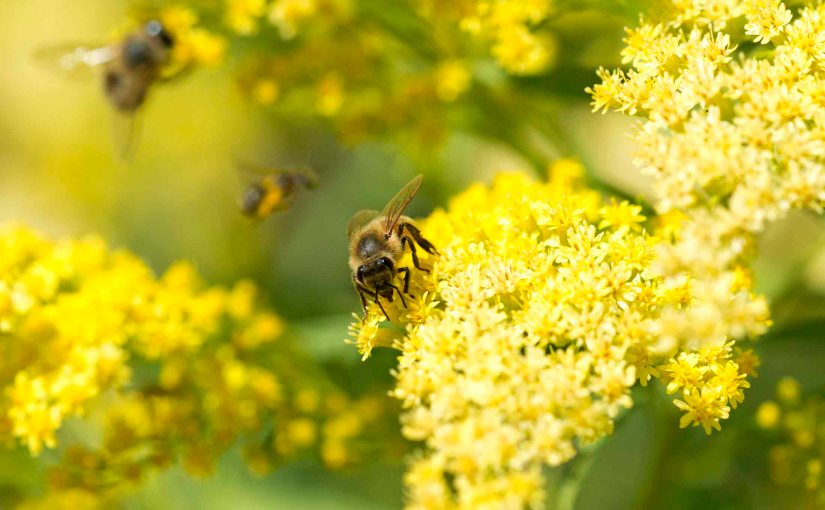 Do The Waggle&nbsp;Dance