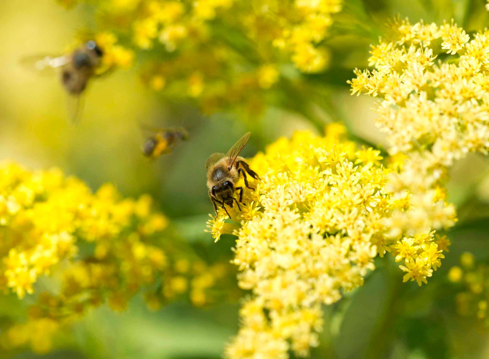 Do The Waggle Dance – Gardens For Goldens