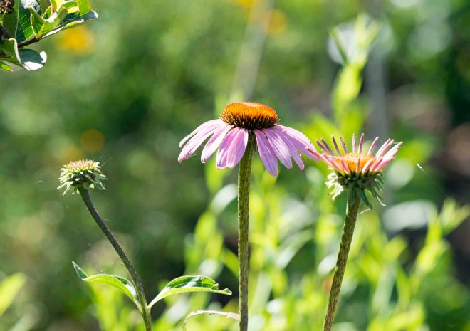 ConeFlower_DSC_8259