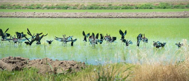 Ibis_Rice Field_DSC_7249