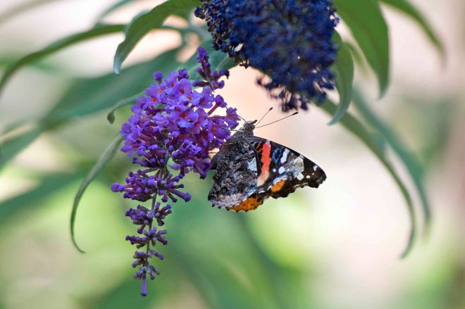 Red Admiral Butterfly_DSC_7296