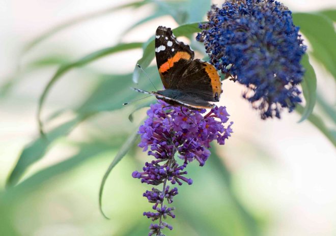 Red Admiral Butterfly_DSC_7306