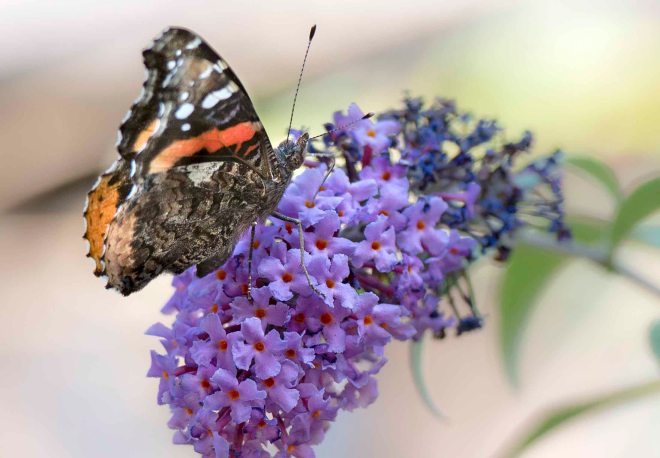 Red Admiral Butterfly_DSC_7358