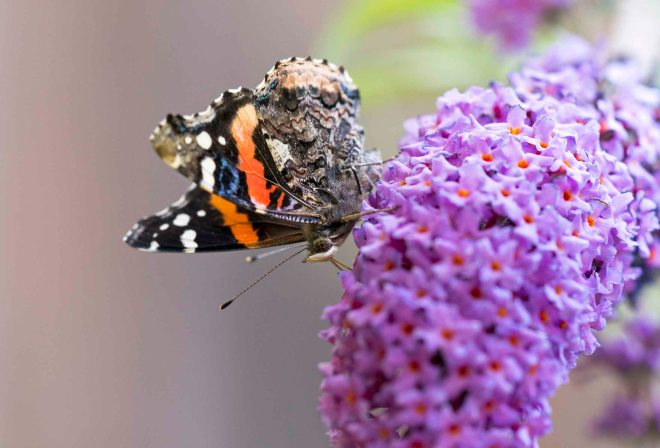 Red Admiral Butterfly_DSC_7389