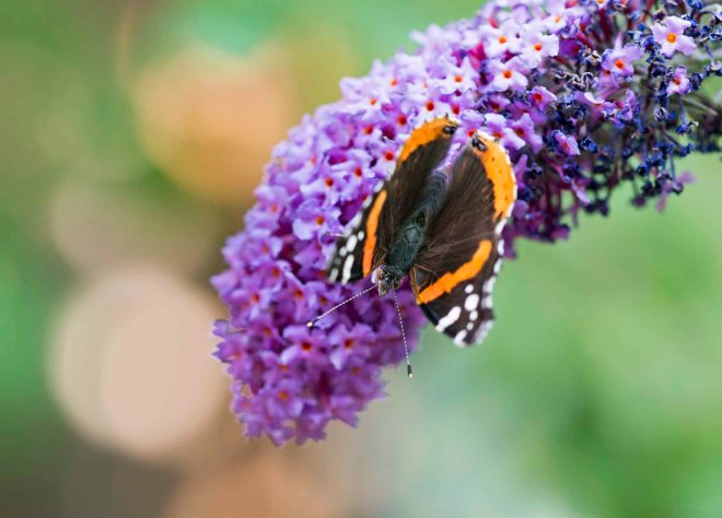 Red Admiral Butterfly_DSC_7416