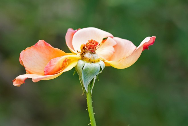 Rose-Bloom-Faded_DSC_7906