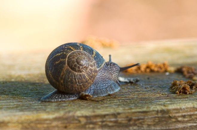 Snail_DSC_4461