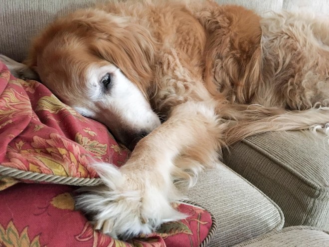 Bella_Couch_IMG_0417