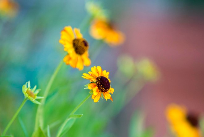 Helenium_DSC_9294