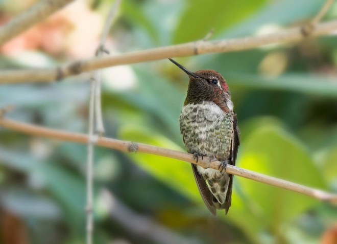 Hummingbird_DSC_9128