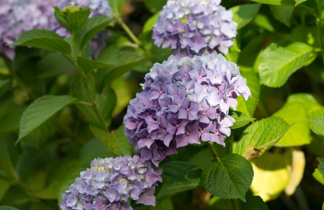 Hydrangea_DSC_7901
