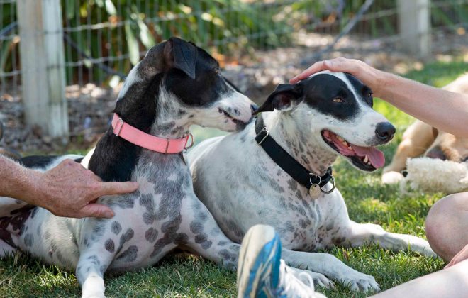 Lilly Lucy_Home_DSC_8623