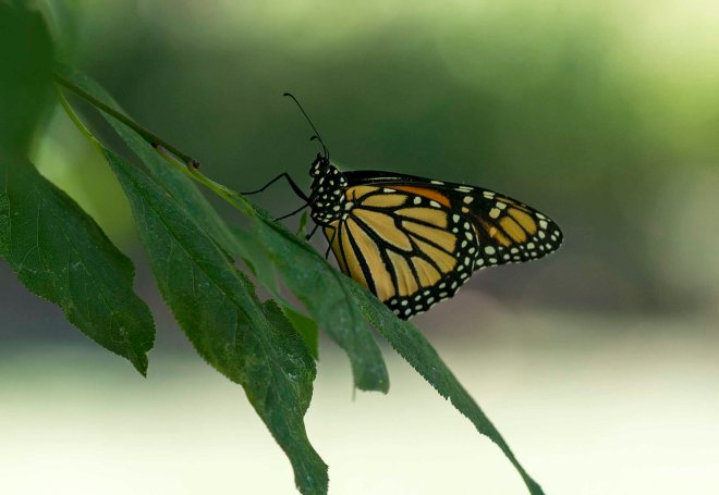 Monarch_DSC_8918