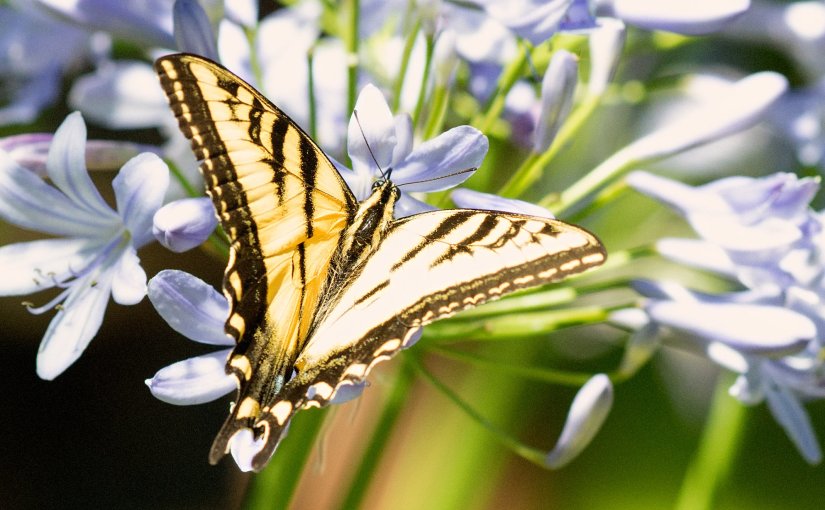 Wordless Wednesday: Swallowtail