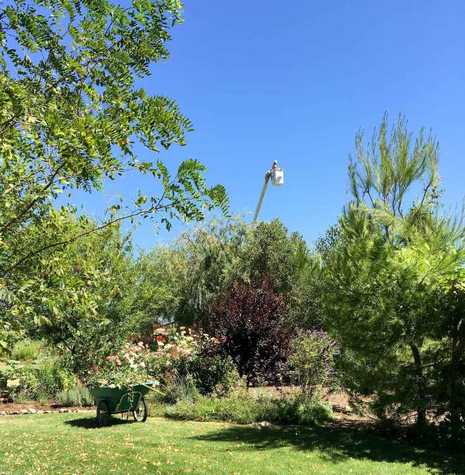 Willow-Trim_IMG_0399