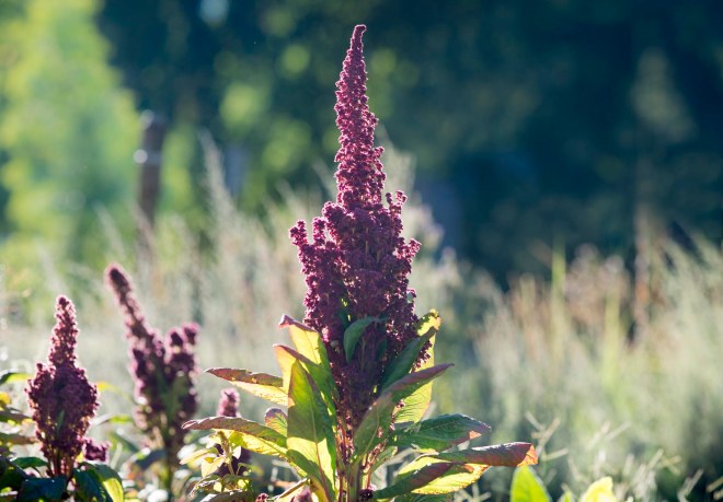 Amaranthus_DSC_0270