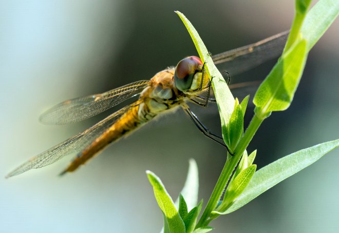 Dragonfly_DSC_0088