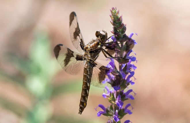 Dragonfly_DSC_9370