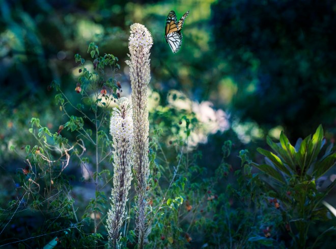 Foxtail Lily_DSC_0253