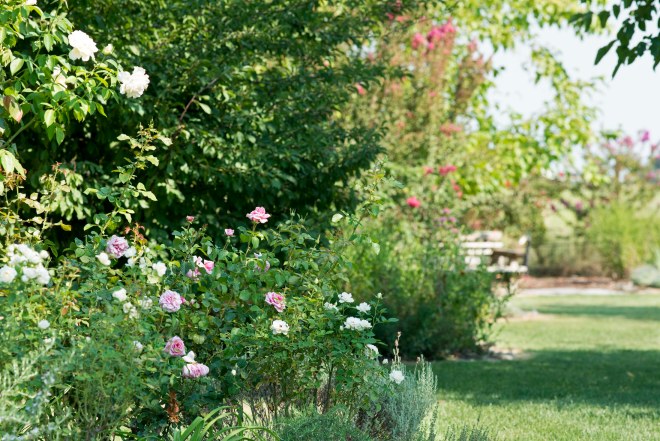 Garden_August_DSC_9943