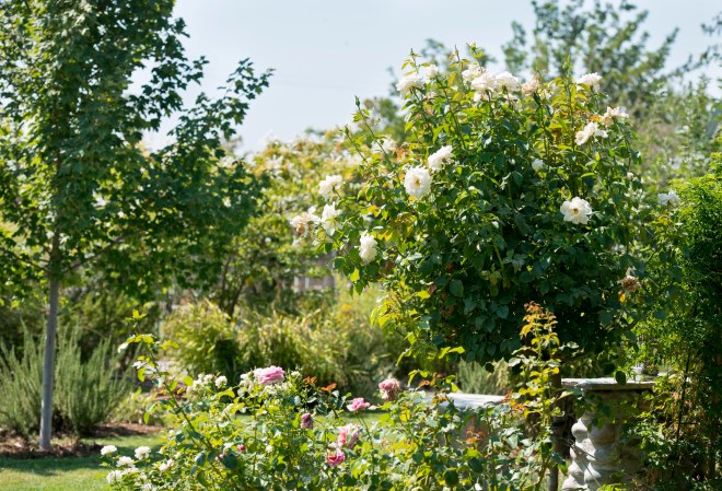 Garden_White_DSC_9999