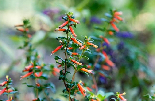 Hummingbird Bed_DSC_9918