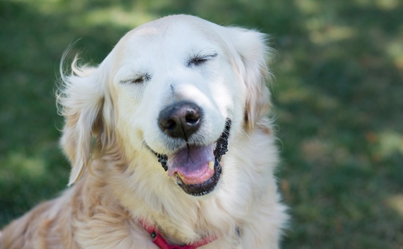 Wordless Wednesday: Laughing&nbsp;Lucy