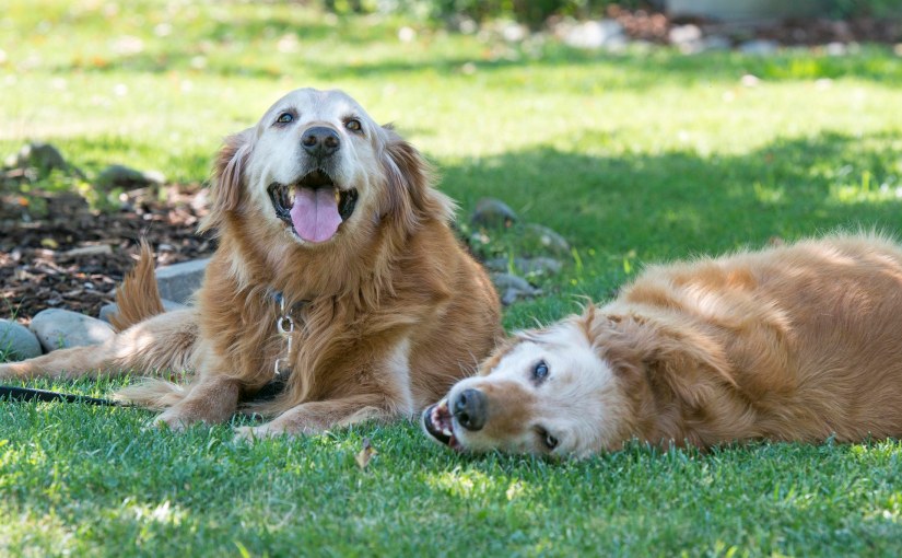 The Boys: Together&nbsp;Forever