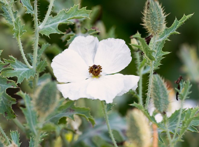 Thistle-Flower_DSC_9584