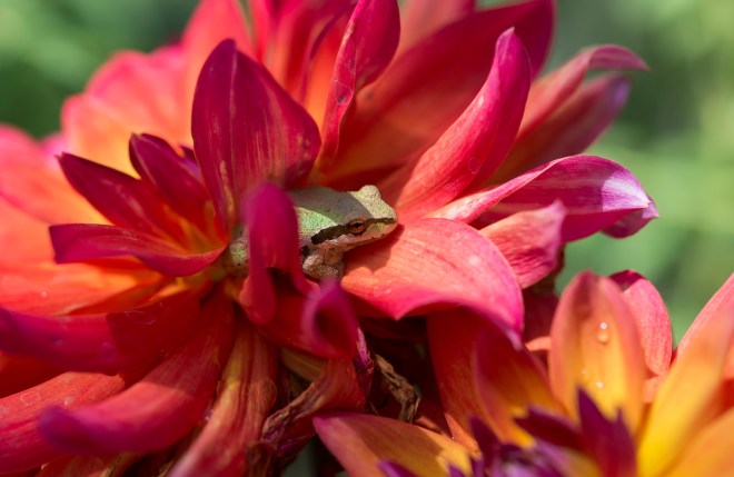dahlia_frog_dsc_0685