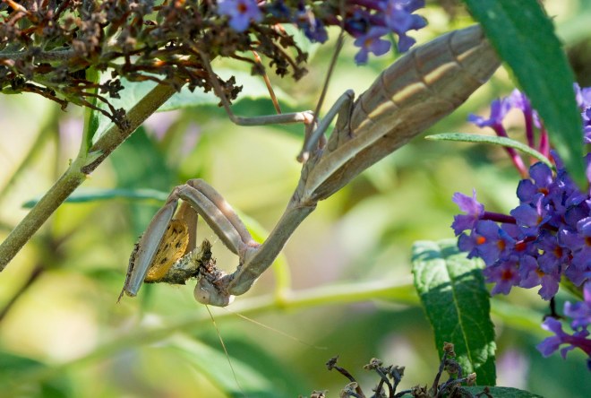 praying-mantis_dsc_1599