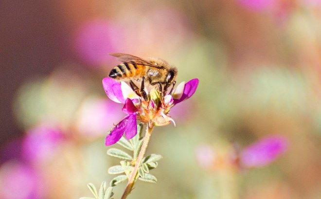 desert-flower_bee_dsc_1408