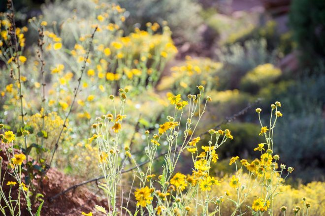 desert-flowers_dsc_1524