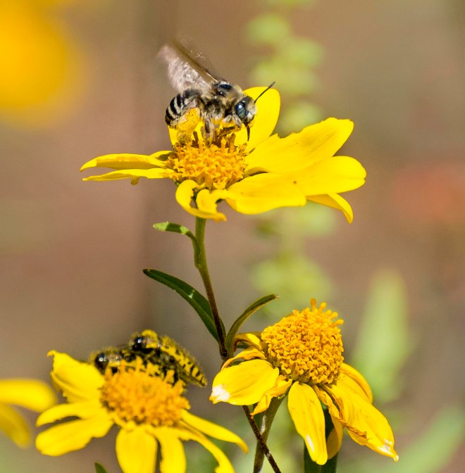 desert-sunflower_geraea-canescens_dsc_1473